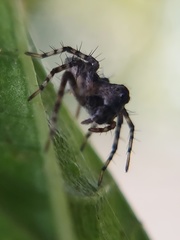 Oxyopes scalaris