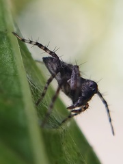 Oxyopes scalaris
