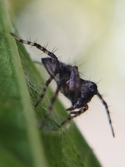 Oxyopes scalaris