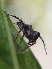 Oxyopes scalaris