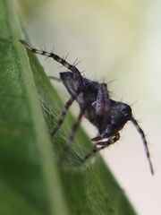 Oxyopes scalaris