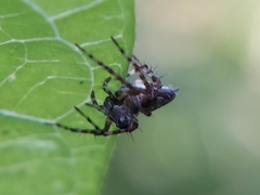 Oxyopes scalaris