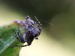 Oxyopes scalaris