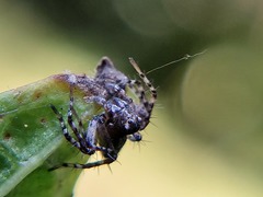Oxyopes scalaris