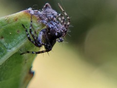 Oxyopes scalaris