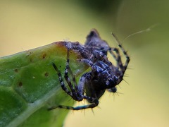 Oxyopes scalaris
