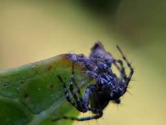Oxyopes scalaris