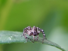 Oxyopes scalaris