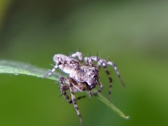 Oxyopes scalaris