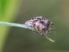 Oxyopes scalaris