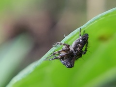 Oxyopes scalaris