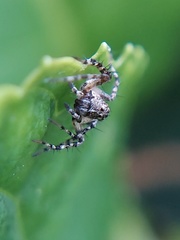 Oxyopes scalaris