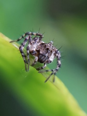 Oxyopes scalaris