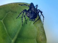 Oxyopes scalaris