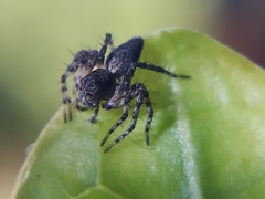 Oxyopes scalaris