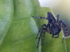 Oxyopes scalaris