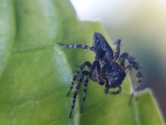 Oxyopes scalaris