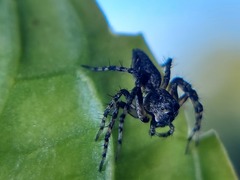 Oxyopes scalaris