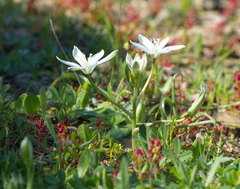 Ornithogalum collinum