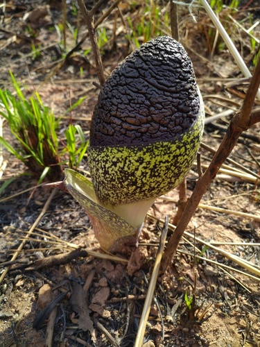 Amorphophallus aphyllus
