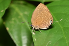 Arhopala epimuta