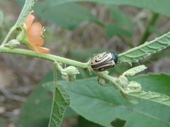 Calligrapha dislocata
