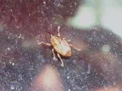 Linogeraeus urbanus