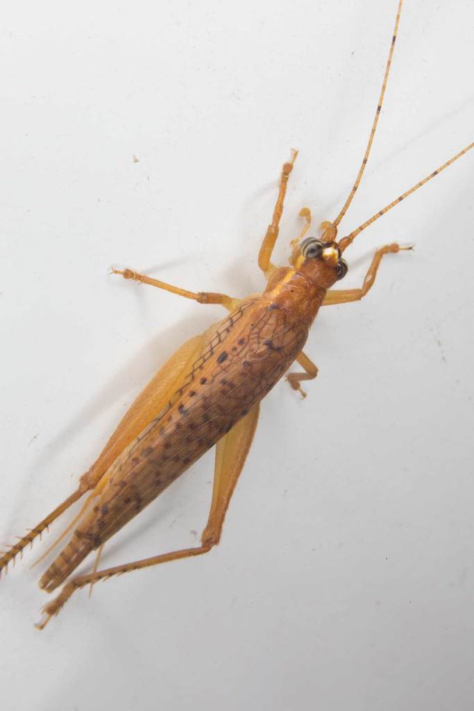Unka boreena