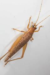 Unka boreena