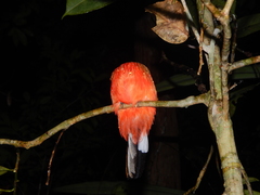 Harpactes duvaucelii