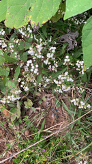 Ageratina riparia