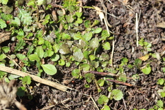 Lobelia perpusilla