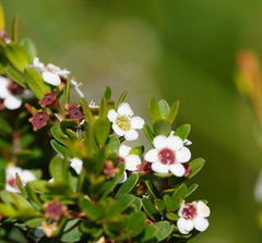 Baeckea latifolia