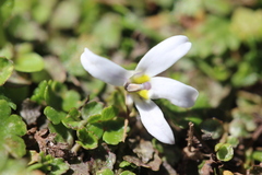 Lobelia perpusilla