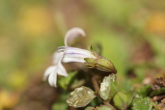 Lobelia perpusilla