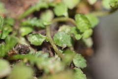 Lobelia perpusilla