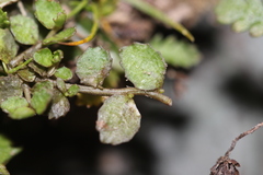Lobelia perpusilla