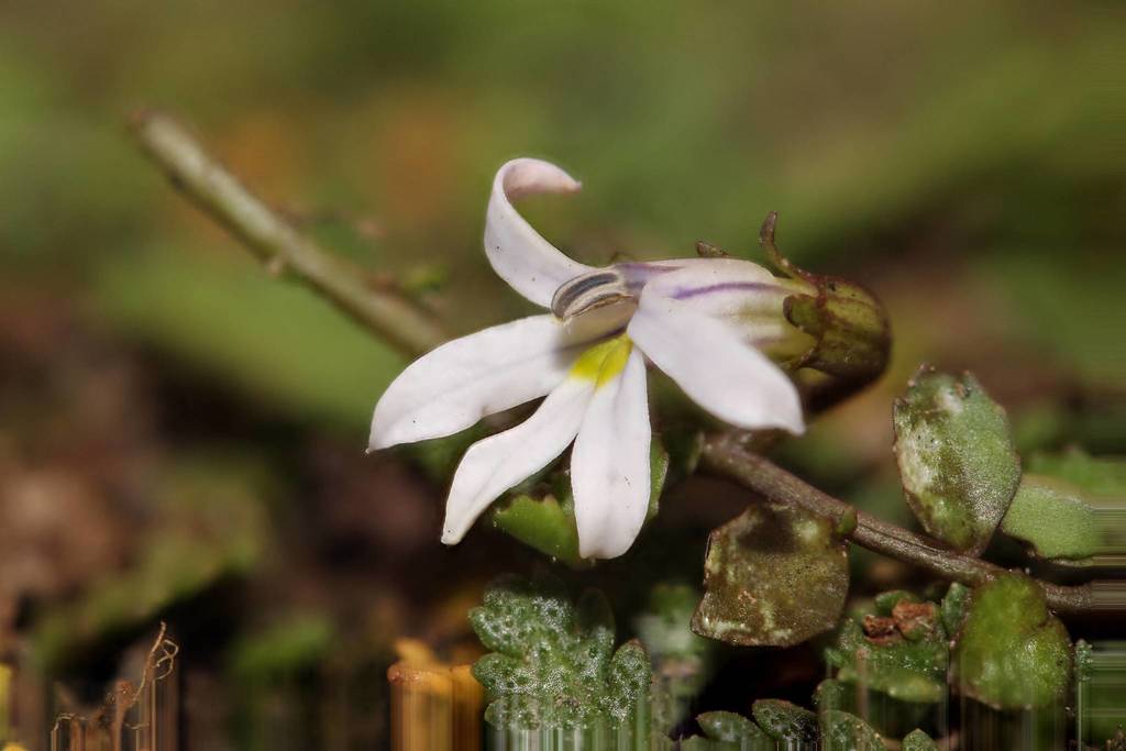 Lobelia perpusilla