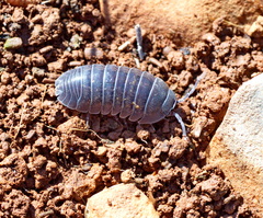 Armadillidium aegaeum