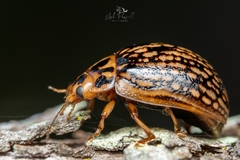 Paropsisterna fulvoguttata