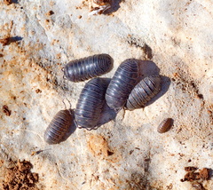 Armadillidium aegaeum