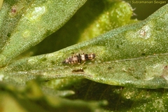 Neohydatothrips samayunkur