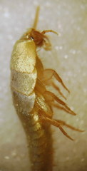 Tricholepisma aureum