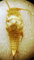 Tricholepisma aureum