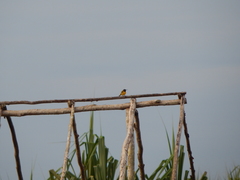 Cinnyris jugularis ornatus