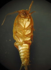 Tricholepisma aureum