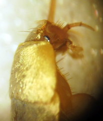Tricholepisma aureum