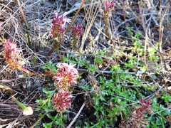 Lobelia jasionoides