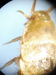 Tricholepisma aureum