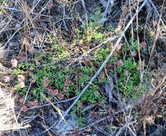 Lobelia jasionoides